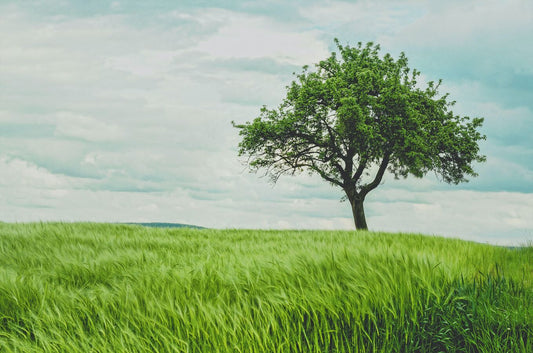 Parola d'ordine: ecosostenibilità