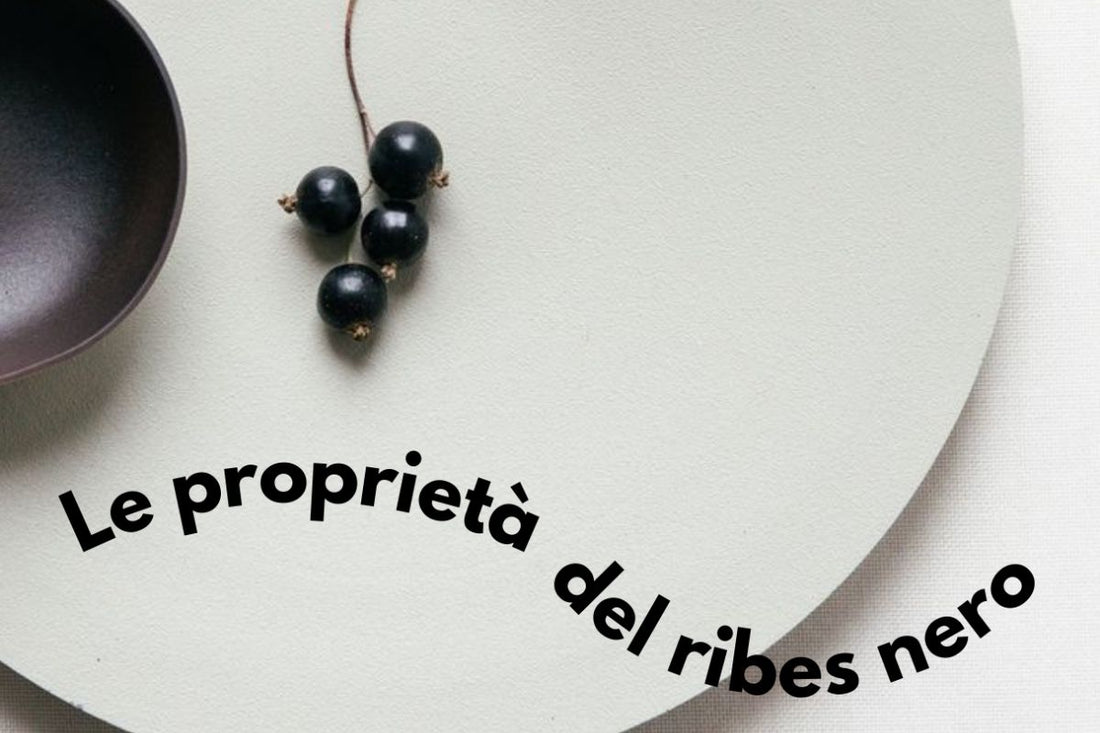 Tutti i segreti del ribes nero