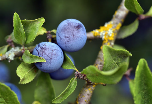Prunus spinosa: la natura abbraccia la skincare
